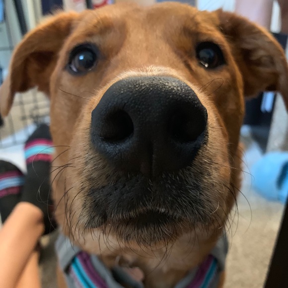 Meet your Posher, Brett - Picture 1 of 1